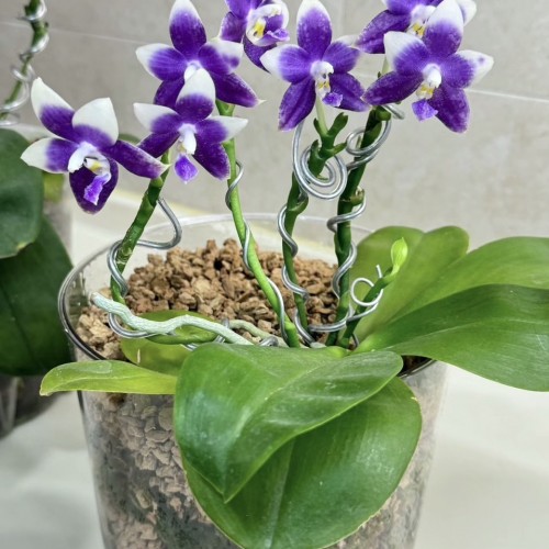 № 850 Phal.YangYang Blue Liulii размер горшка 2,5 дюйма 