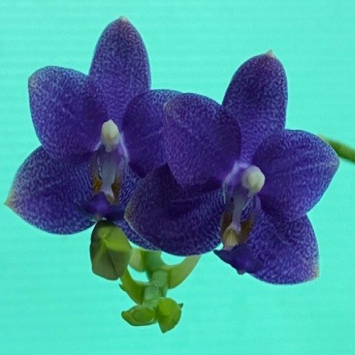 № 855 Phal.Lioulin Blue Pixie размер горшка 1,7 дюйма