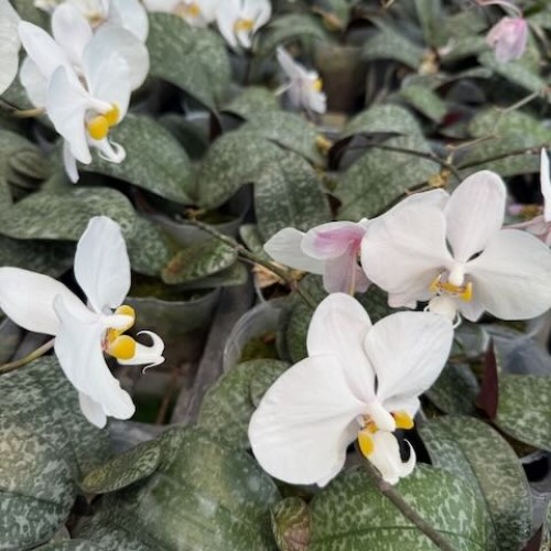 № 857 Phal. philippinensis размер горшка 2,5 дюйма