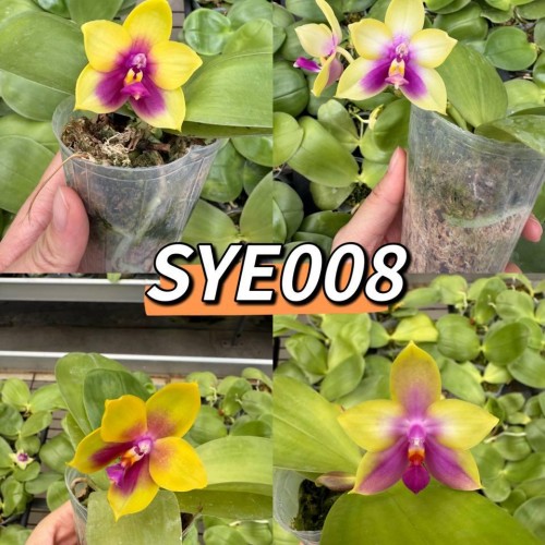 № 869  Phal. Mok Choi Bear Queen размер горшка 2,5 дюйма