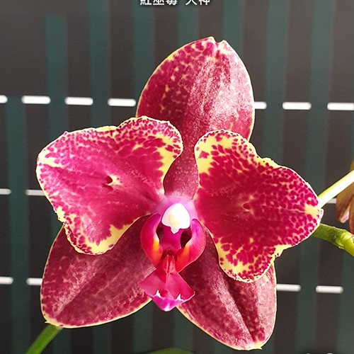 № 918 Phal. Miki Red Voodoo  Ogoun АРОМА  размер горшка 2,5 дюйма 