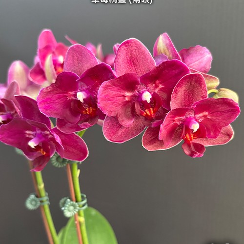 № 924 Phal. I Hsin Pixie Reds peloric  2 eyes размер горшка 2,5 дюйма