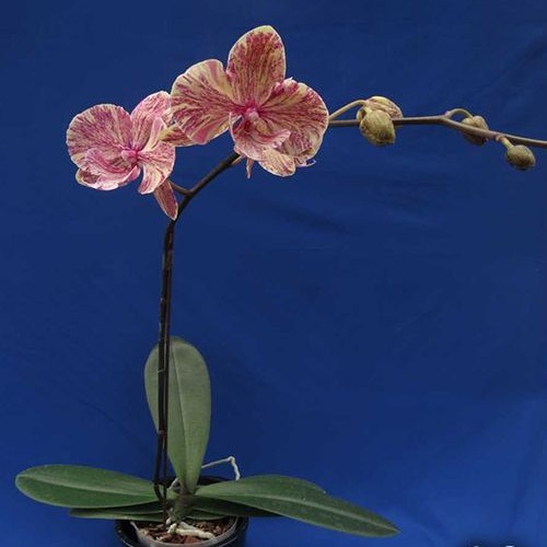 № 932 Phal. King Car Marble 80769 размер горшка 2,5 дюйма 