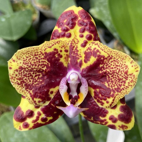 № 950 Phal.GW Green World размер горшка 2,5 дюйма