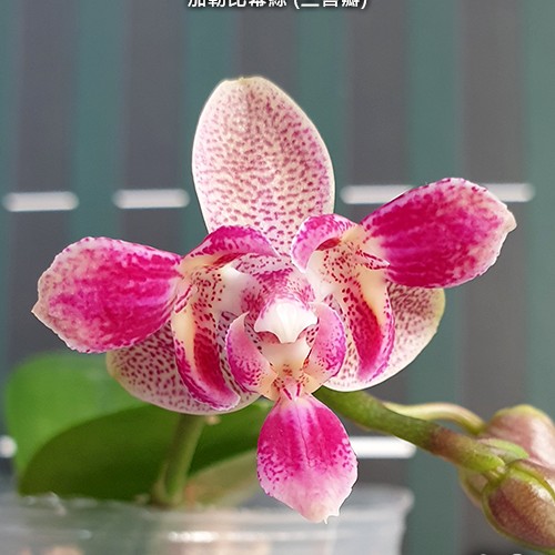 № А10Phal. Caribbean Sunset х minus peloric  3 lips АРОМА размер горшка 2,5 дюйма