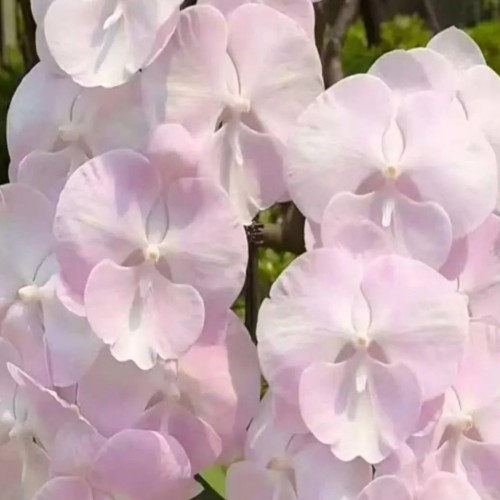 № А126 Фаленопсис clouds размер горшка 3,0 дюйма 