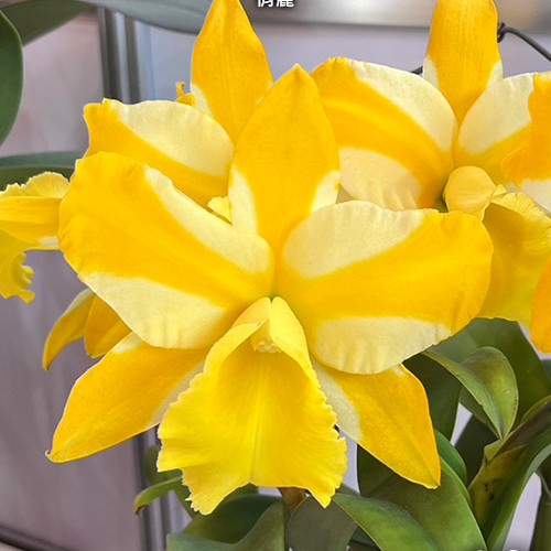 № А135 Rlc. Hua Young Gold 'Pretty' BM/TIOS размер горшка 3,5 дюйма