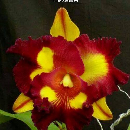 № А136 Blc. Lius Joyance variegata АРОМА размер горшка 3,0 дюйма