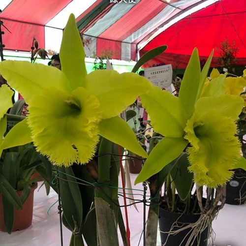 № А143 Rlc. Fringe Benefits Green angel АРОМА  размер горшка 4,0 дюйма 