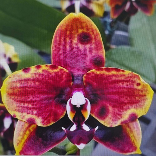 № А14 Phal. Miro Sun Beauty 3521 размер горшка 2,5 дюйма