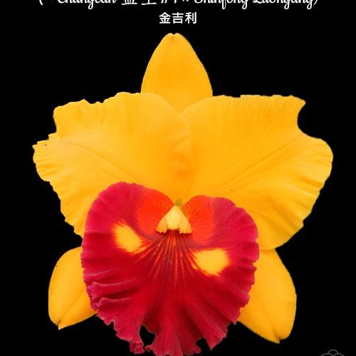 № А152 Rlc. Village Chief Topaz (= Chunyeah 益生#1 × Shinfong Luohyang) АРОМА размер горшка 2,5 дюйма 