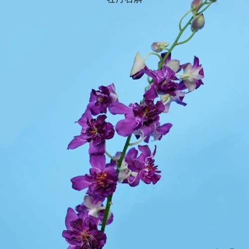№ А153 Den. Blue Rose размер горшка 2,8 дюйма 