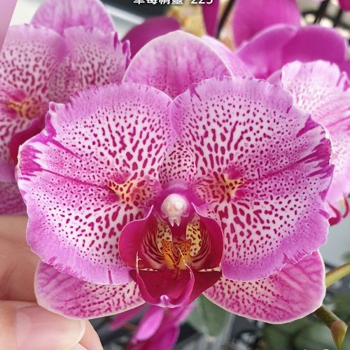 № А15 Phal. I-Hsin Pixie Reds 225 размер горшка 2,5 дюйма 