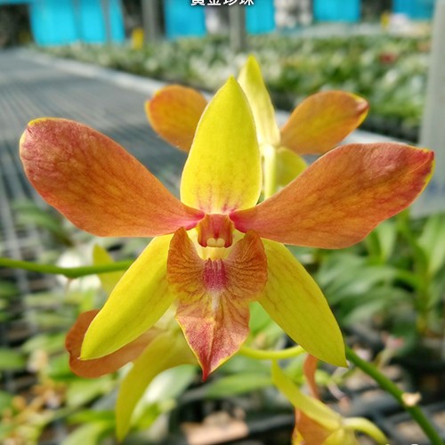 № А162 Den. Alisun Summer размер горшка 2,8 дюйма 