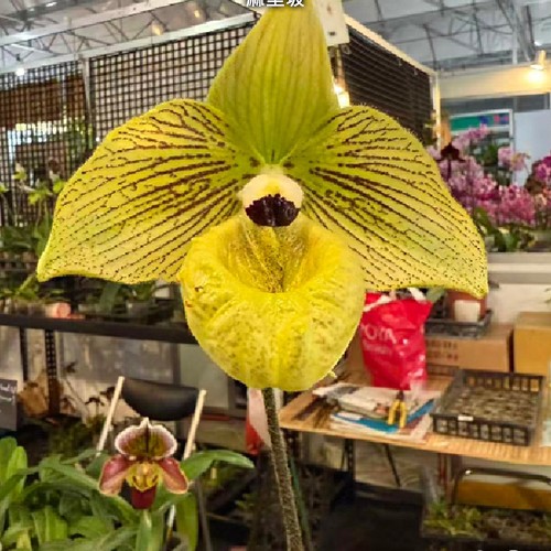№ А165 Paph. malipoense АРОМА размер горшка 2,5 дюйма