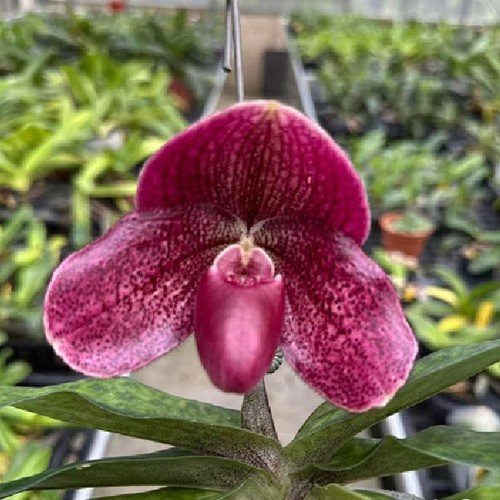 № А166 Paph. Doya Impulse х bellatulum размер горшка 2,5 дюйма 