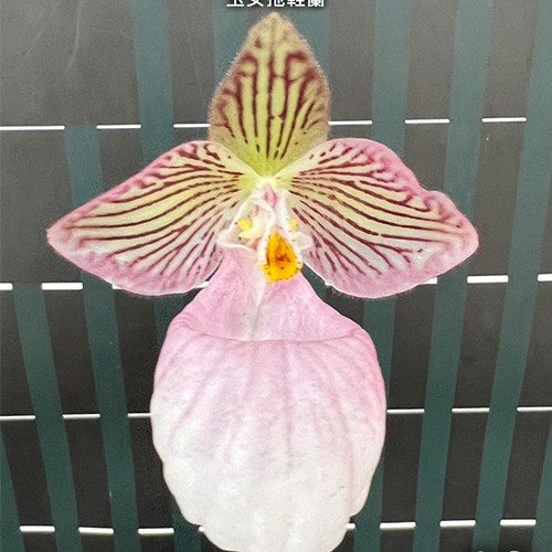 № А168 Paph. micranthum х sib размер горшка 2,5 дюйма