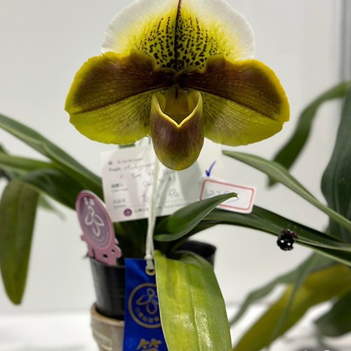 № А169 Paph. Mukoyama Green × Tree of Enzan BM/TPS размер горшка 3,5 дюйма 