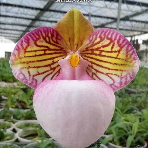 № А173 Paph. micranthum var. eburneum × sib размер горшка 2,5 дюйма
