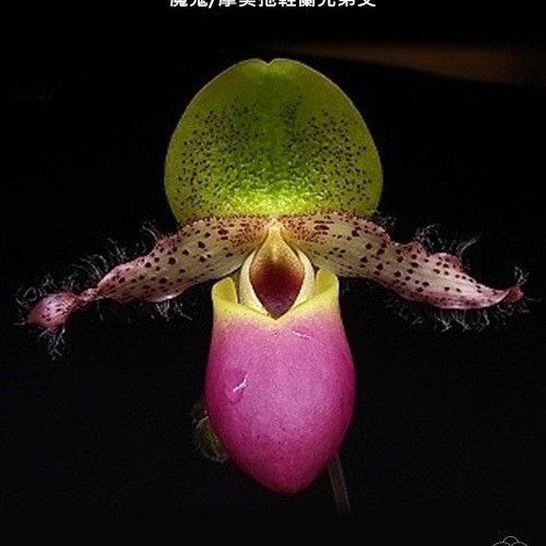 № А174 Paph. moquetteanum × sib размер горшка 3,0 дюйма