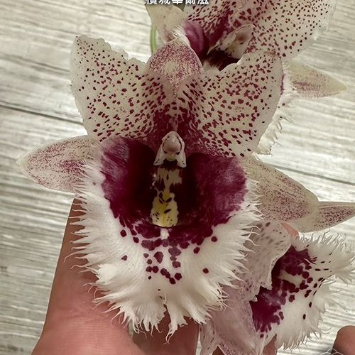 № А176 Clowesetum Penang Waltz размер горшка 2,5 дюйма
