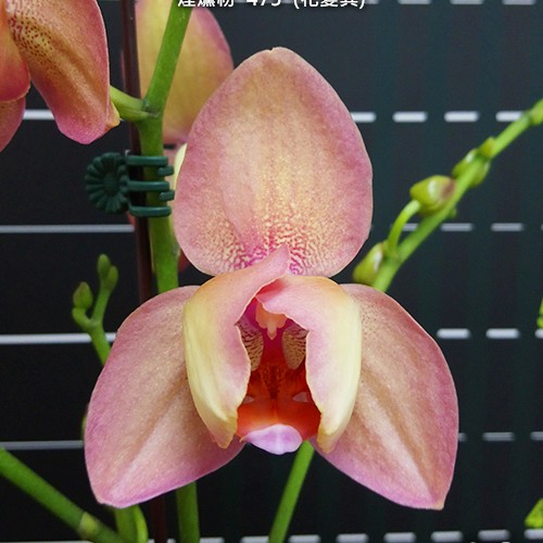 № А182 Phal. Miki Smoky Pink '475' (peloric) размер горшка 1,7 дюйма