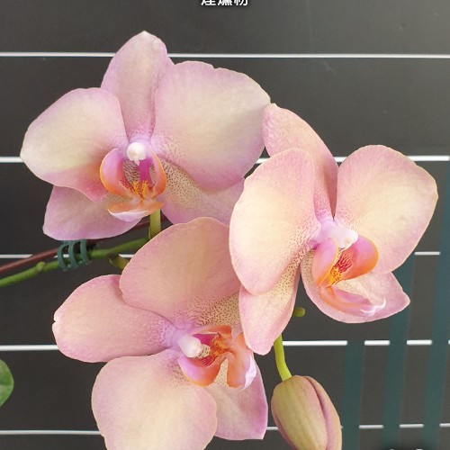 № А183 Phal. Miki Smoky Pink размер горшка 1,7 дюйма
