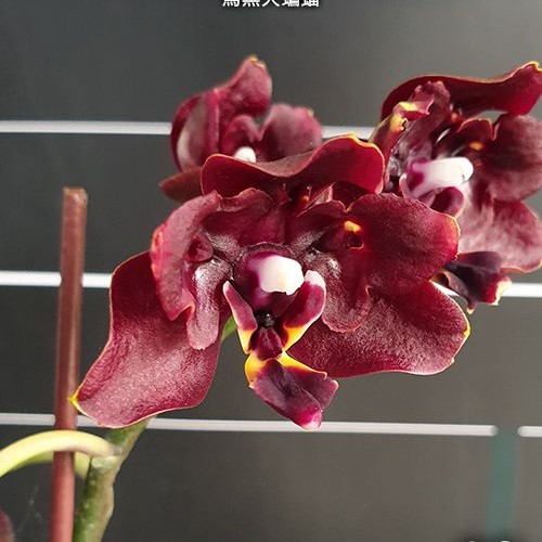 № А184 Phal. Miki Fire Bat 'Jet Black' размер горшка 2,5 дюйма 