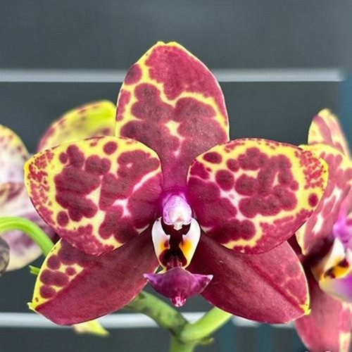 № А189 Phal. Yellow Anaconda АРОМА размер горшка 2,5 дюйма