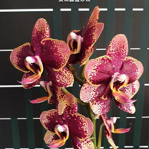 № А191 Phal. Miki Pearl Bang Flash размер горшка 2,5 дюйма 