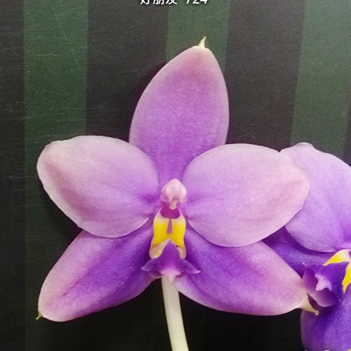 № А192 Phal. Yaphon All Friends 724 АРОМА размер горшка 2,5 дюйма 