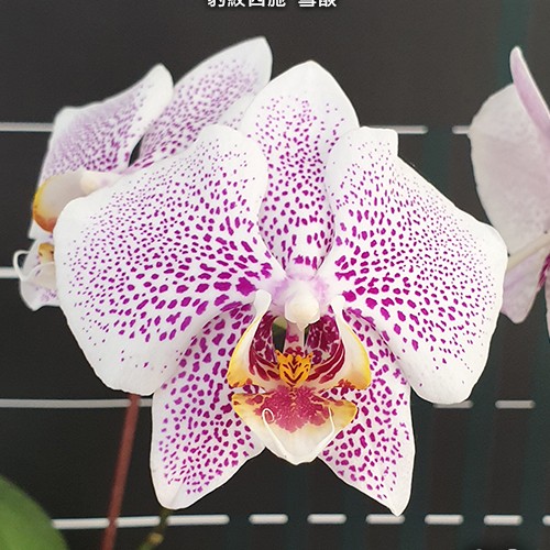 № А198 Phal. Miki Leopard Beauty Snowflare размер горшка 2,5 дюйма 