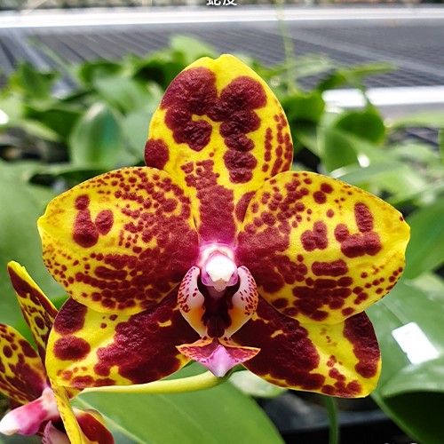 № А202 Phal. GW Green World Snakeskin размер горшка 2,5 дюйма