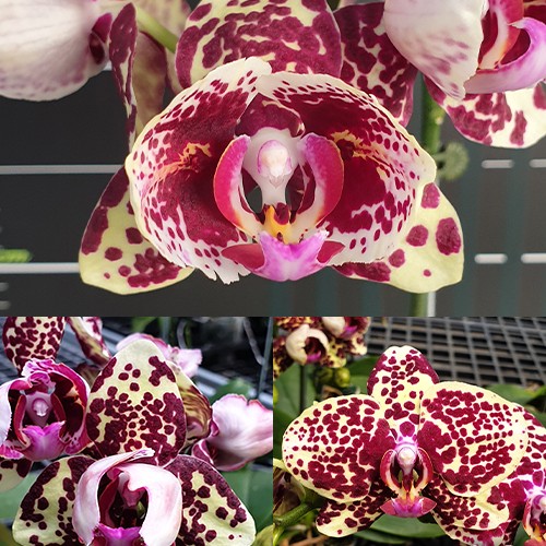 № А203 Phal. OX Diamond Peloric размер горшка 2,5 дюйма 