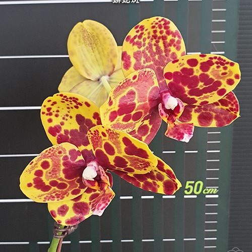 № А205 Phal. Haur Jin Princess АРОМА размер горшка 2,5 дюйма 