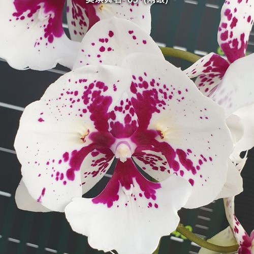 № А20 Phal. Miki Dancer 63 peloric  2 eyes размер горшка 2,5 дюйма