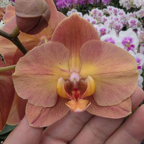 № А215 Phal. Flamingo размер горшка 2,5 дюйма  АКЦИЯ