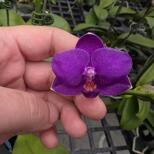 № А217 Phal. LL Blue Water Арома размер горшка 2,5 дюйма