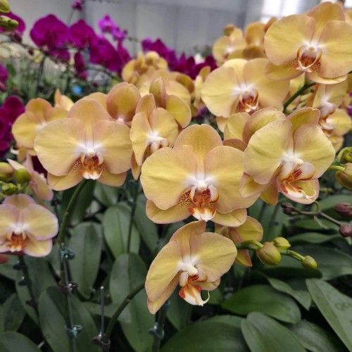 № А219 Фаленопсис Phal.OX Stellar размер горшка 3,0 дюйма 