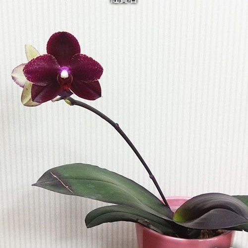 № А21 Phal. Salus Fragrancy АРОМА размер горшка 2,5 дюйма