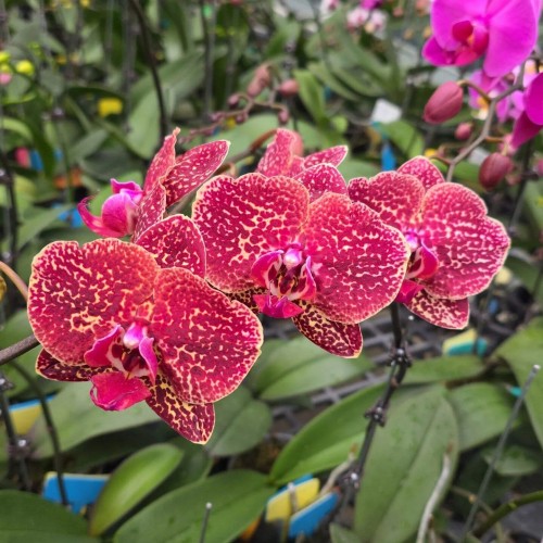№ А220 Фаленопсис Phal. Wild leopard размер горшка 3,5 дюйма 