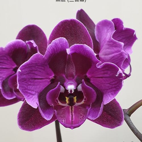 № А22 Phal. OX Black Face peloric 3 lips размер горшка 2,5 дюйма