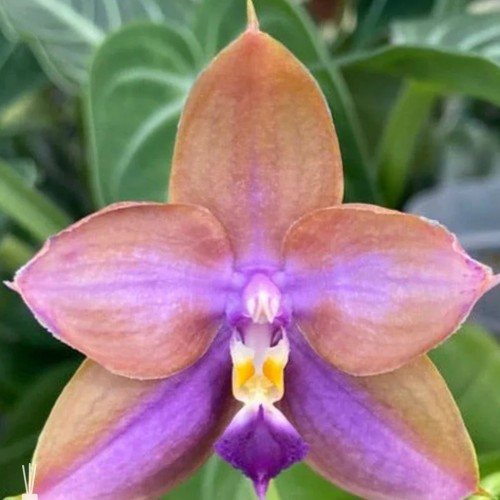 № А236 Phal. Mituo GH King Star UV rays АРОМА размер горшка 2,5 дюйма