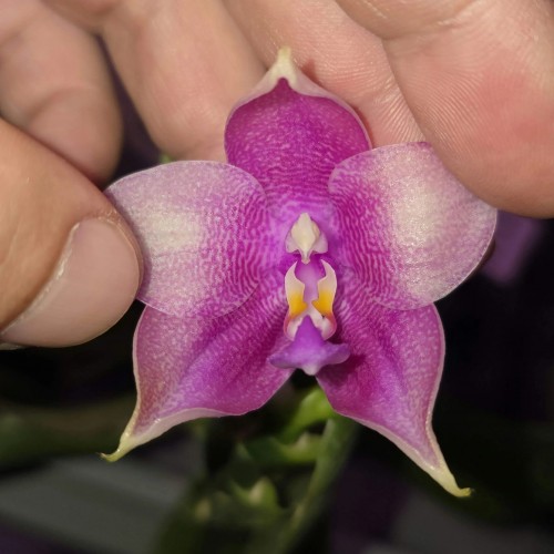 № А237 AMM167 Phal.Mituo Prince Rainbow х Phal. Mituo Purple Star размер горшка 2,5 дюйма 