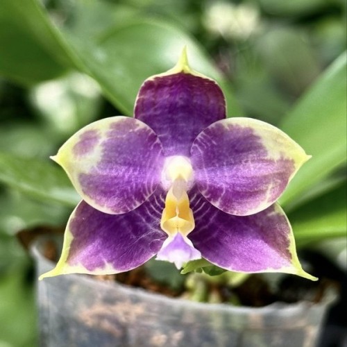 № А238 Phal Mituo Purple Dragon blue penguin MCL45 Арома размер горшка 2,5 дюйма
