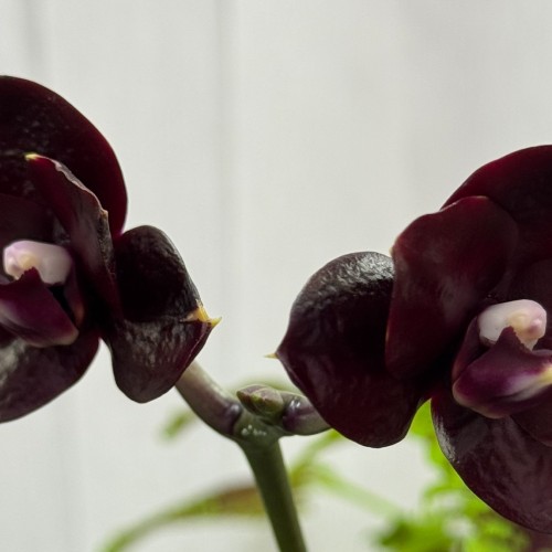 № А240 Phal Mituo  Diamond  Cinderella арома размер горшка 2,5 дюйма 