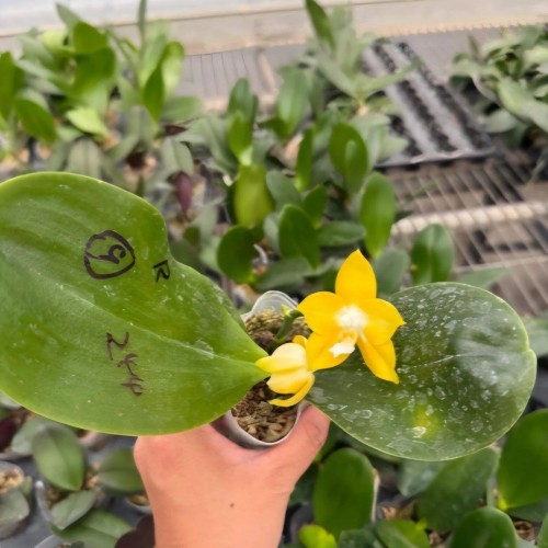 № А244 Phal Mituo Sunrise  Snow Red  х P.Mituo Speciosa Dragon  Black Tiger АРОМА размер горшка 2,5 дюйма 