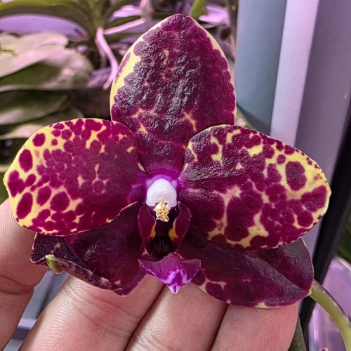№ А248 Phal Mituo Reflex DD Isosceles Triangle Арома размер горшка 3,5 дюйма 
