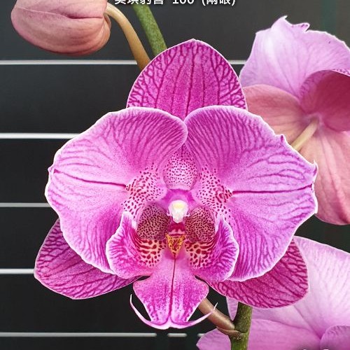 № А26 Phal. Miki Leopard Lip 100 peloric  2 eyes размер горшка 2,5 дюйма