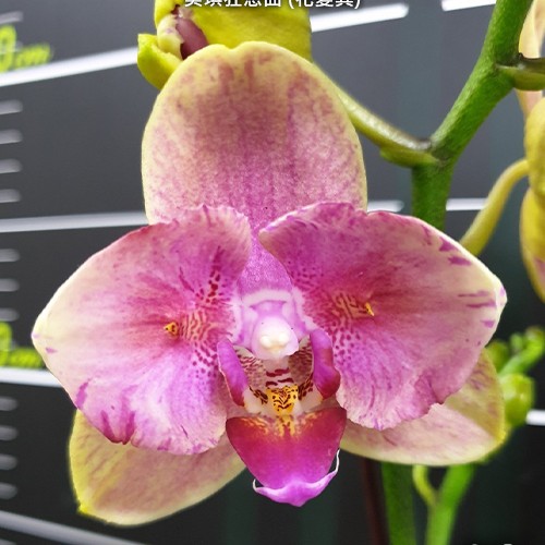 № А29 Phal. Miki Crazy Tune peloric размер горшка 2,5 дюйма 